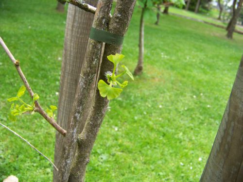 Auf 800 m ü. NHN wächst sogar ein Ginkgo-Baum als Zeichen der Freundschaft und Umweltbildung.